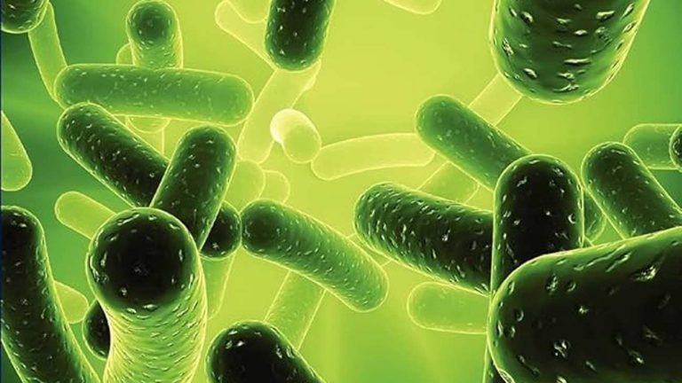 In vitro evaluation of certain probiotic properties of lactic acid bacteria isolates