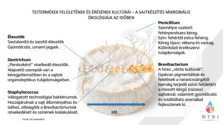 Sajtkülönlegességek
